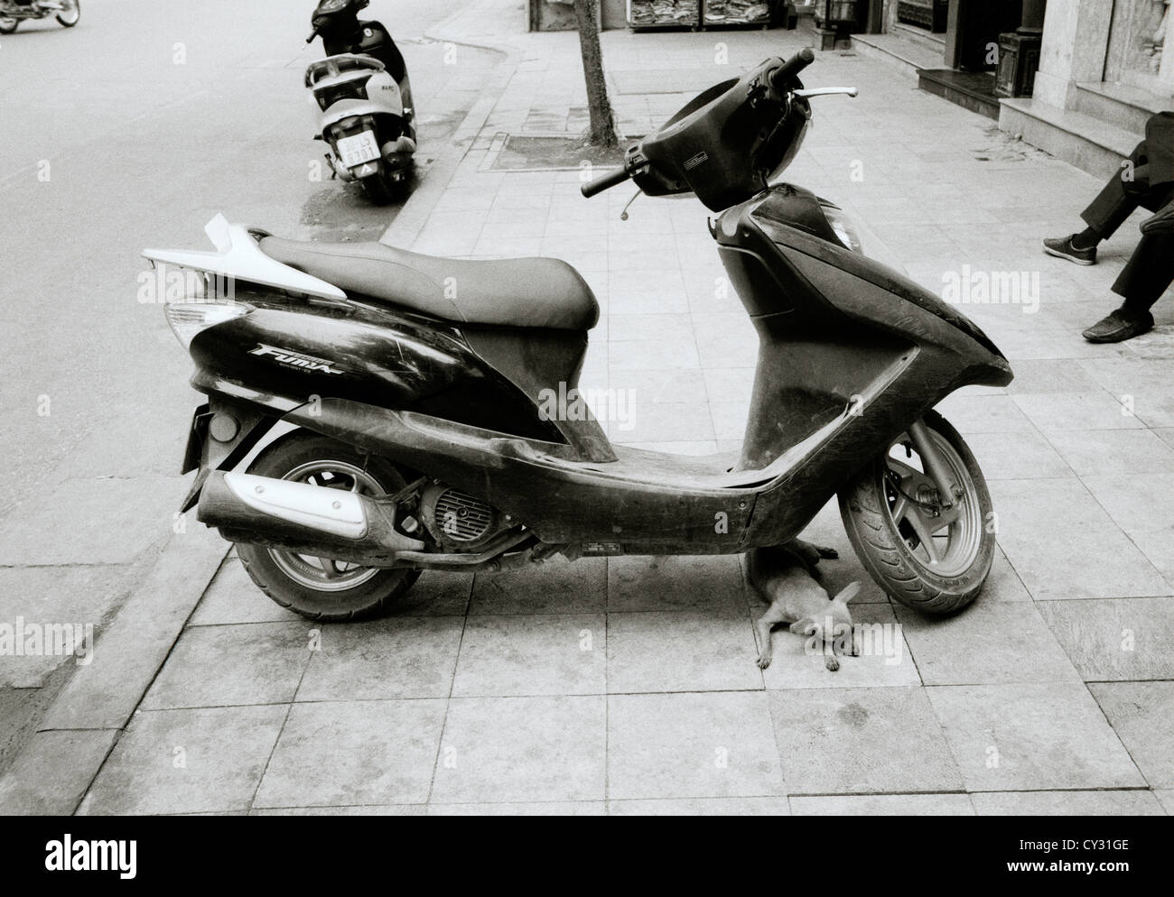 La photographie de voyage - chihuahua de couchage Chien protège sous une vespa dans une scène de rue à Hanoi au Vietnam Asie du Sud-Est Extrême-Orient. Reportage Banque D'Images