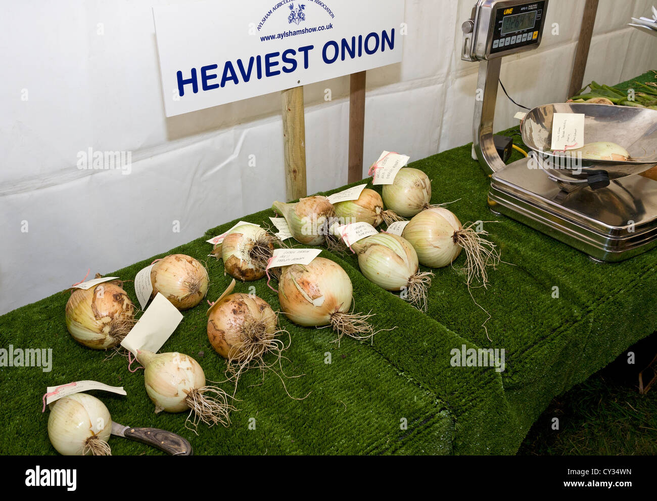 Des entrées dans le plus lourd de la concurrence des oignons au Aylsham Show agricole, Norfolk, Royaume-Uni. Banque D'Images