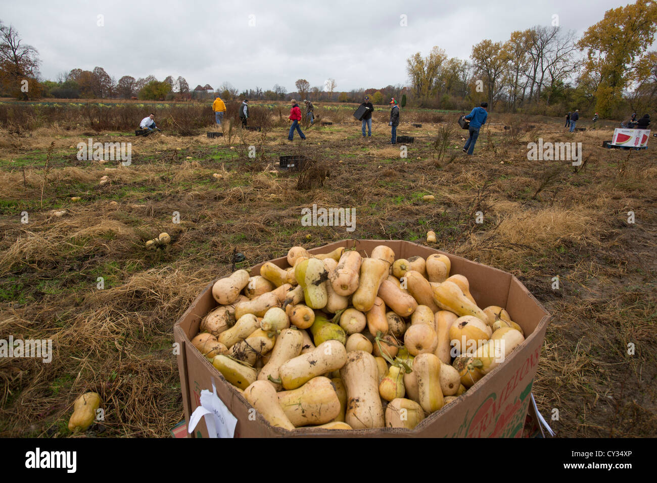 Les bénévoles recueillent les restes de squash à partir d'un champ de l'agriculteur pour distribution aux soupes populaires et les banques alimentaires pour ceux qui en ont besoin. Banque D'Images