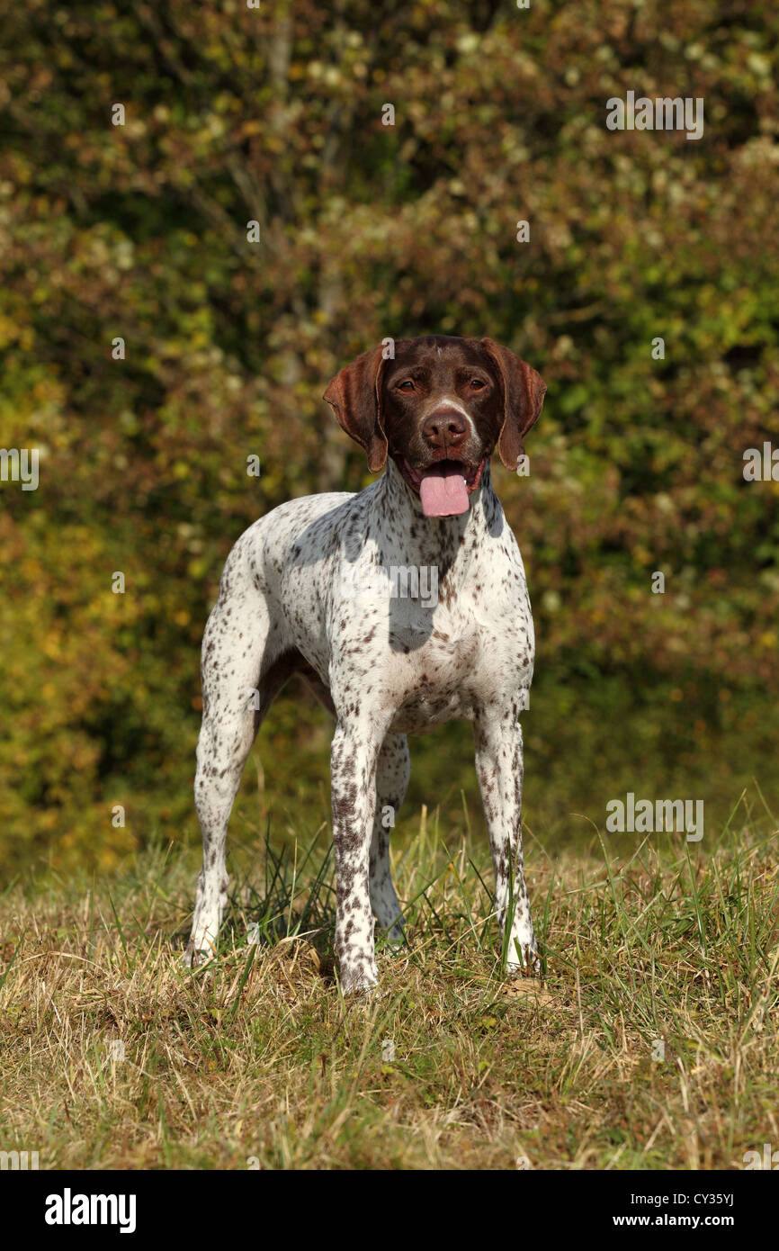 Braque francais type Pyrénées Photo Stock - Alamy