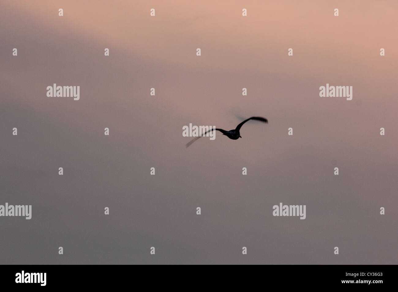 Vol d'oiseaux à l'écart avec un beau ciel au crépuscule, Roma, Rome, photoarkive Banque D'Images