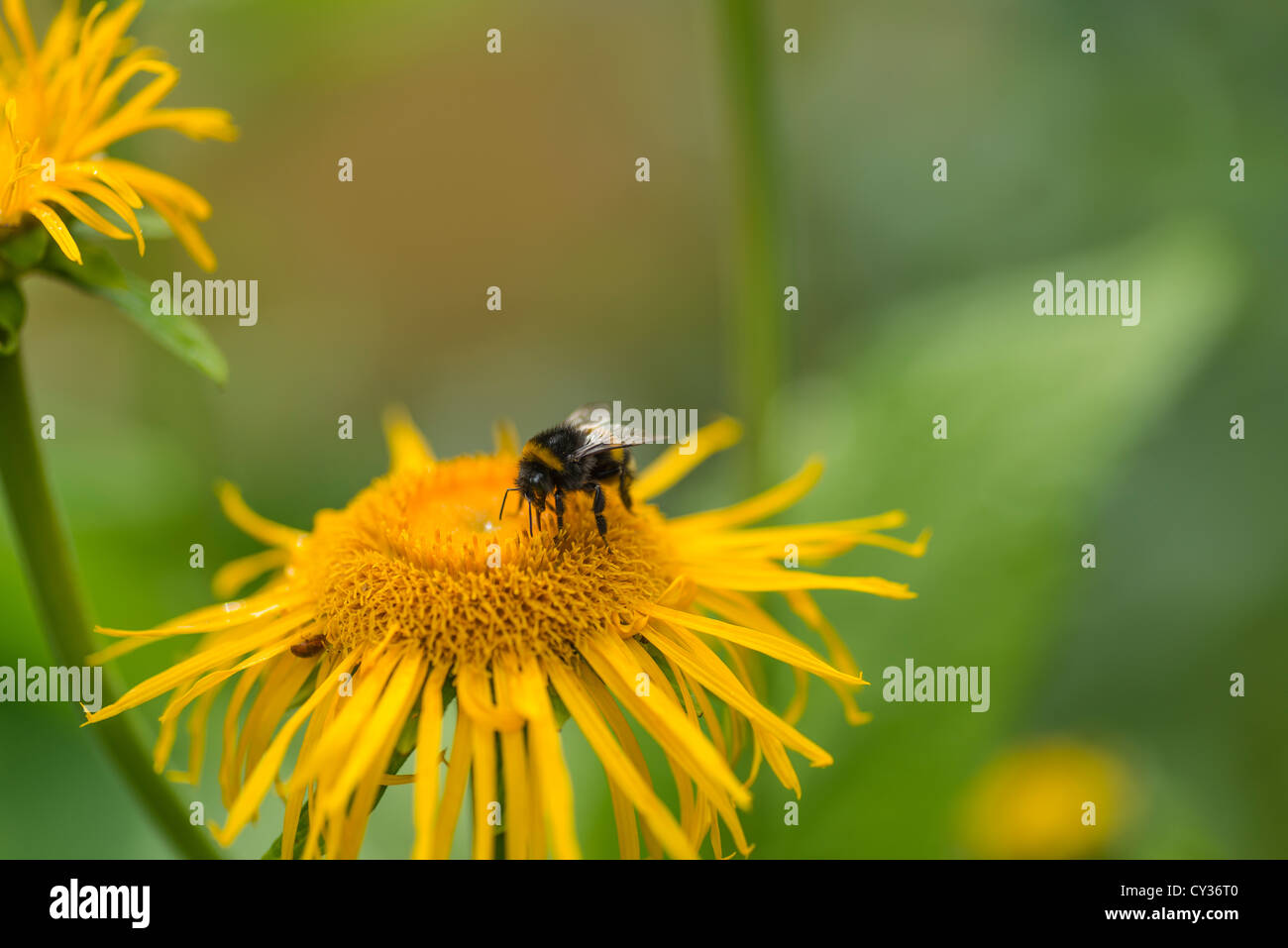 La récolte du miel de bourdon de la fleur d'un aster jaune Banque D'Images