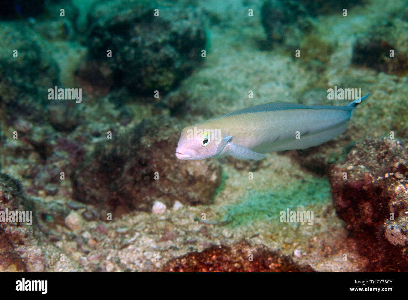 Razorfish aux Bermudes Banque D'Images