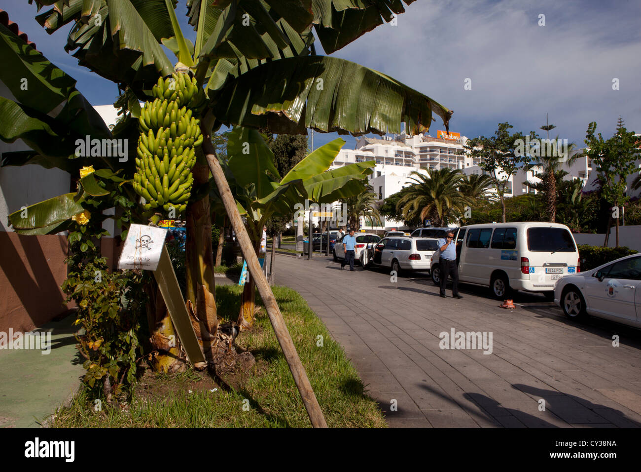 Interdit de ramasser les bananes. Banque D'Images