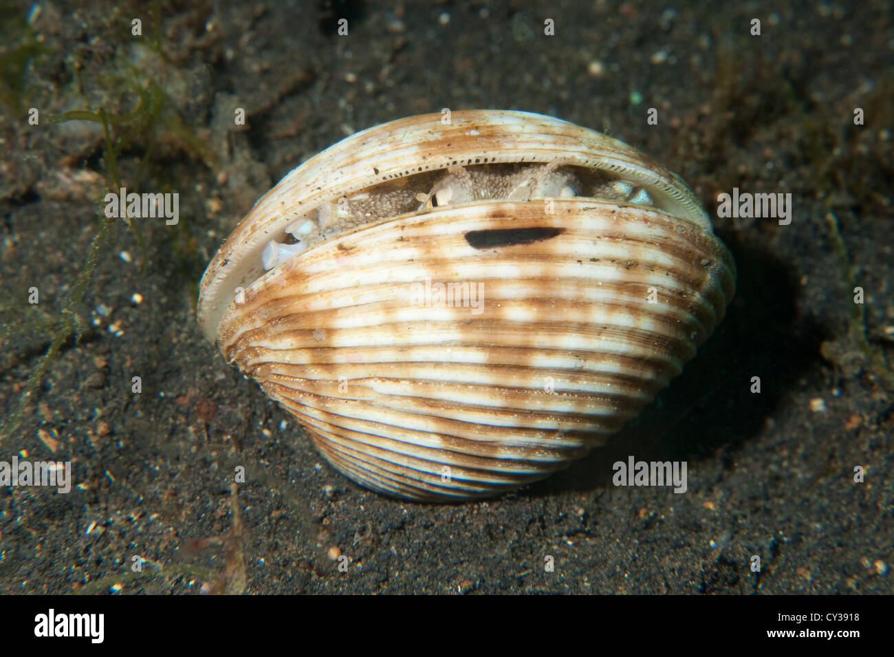 Un poulpe de coco se cache dans un shell dans le Détroit de Lembeh, au nord de Sulawesi. Banque D'Images