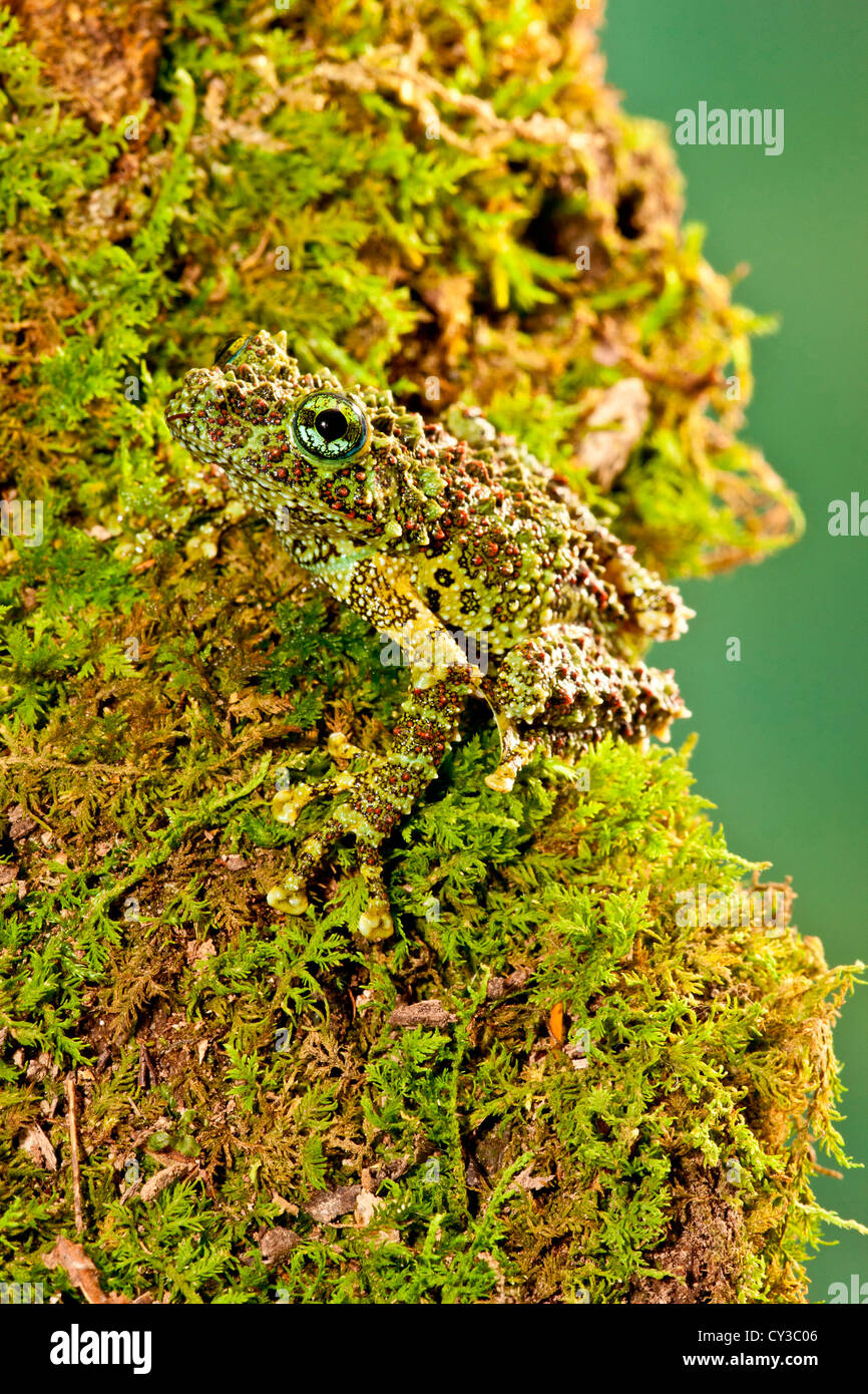 Moussu, Grenouille vietnamiens Theloderma corticale, originaire de Vietnam Banque D'Images