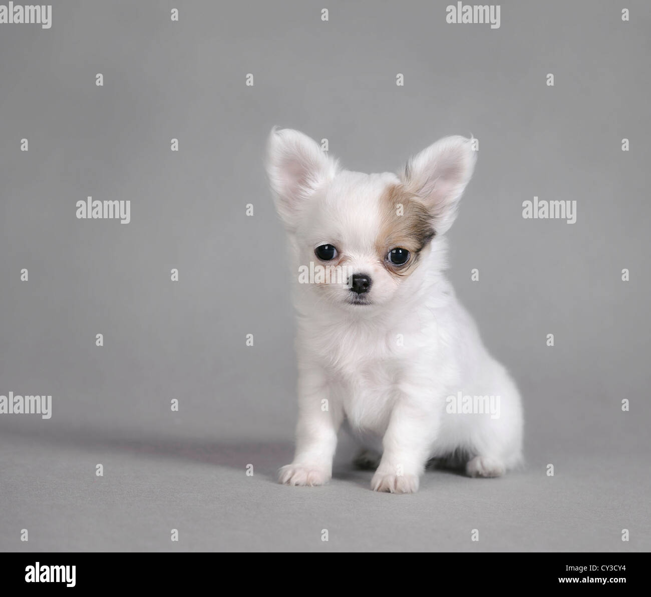 Chihuahua puppy portrait Banque D'Images