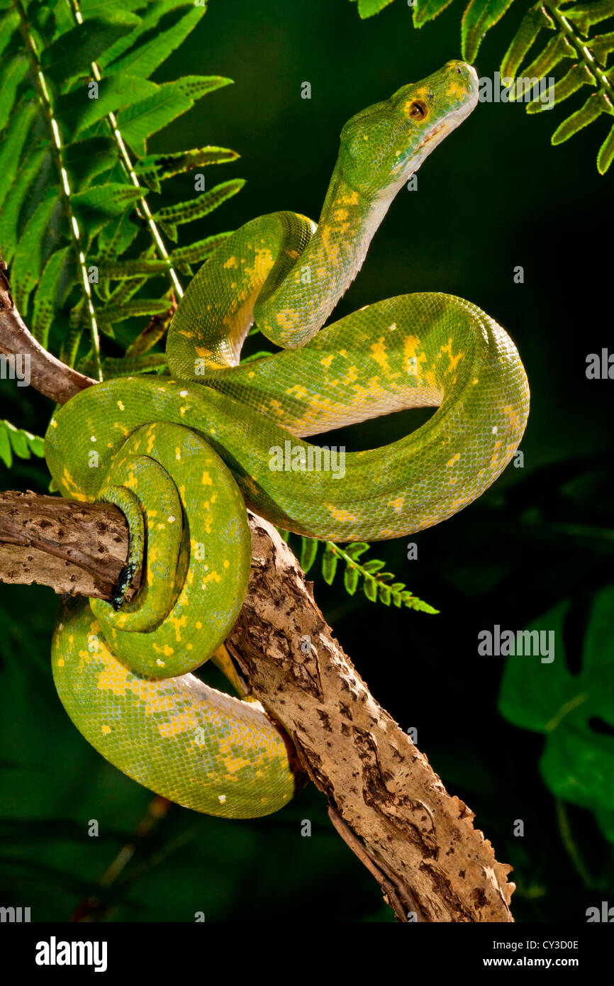 Green Tree Python (captifs), Morelia (Chondropython viridis) originaire de Guinée, de l'habitat, la forêt tropicale arboricole Banque D'Images