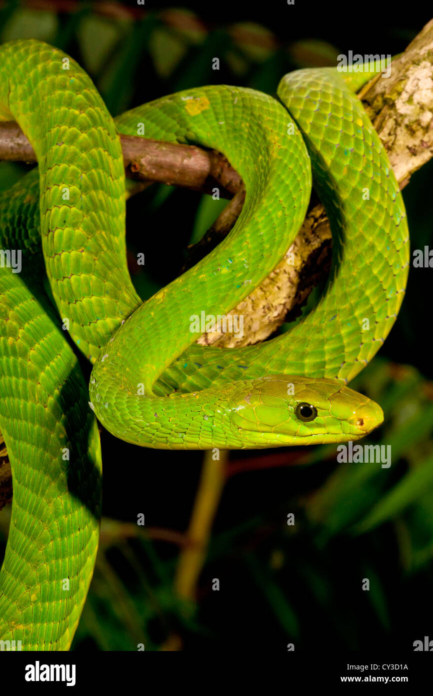 East African Green Mamba, Dendroaspis angusticeps, originaire d'Afrique de l'Est. Habitat : forêts ouvertes et Garrigues Banque D'Images