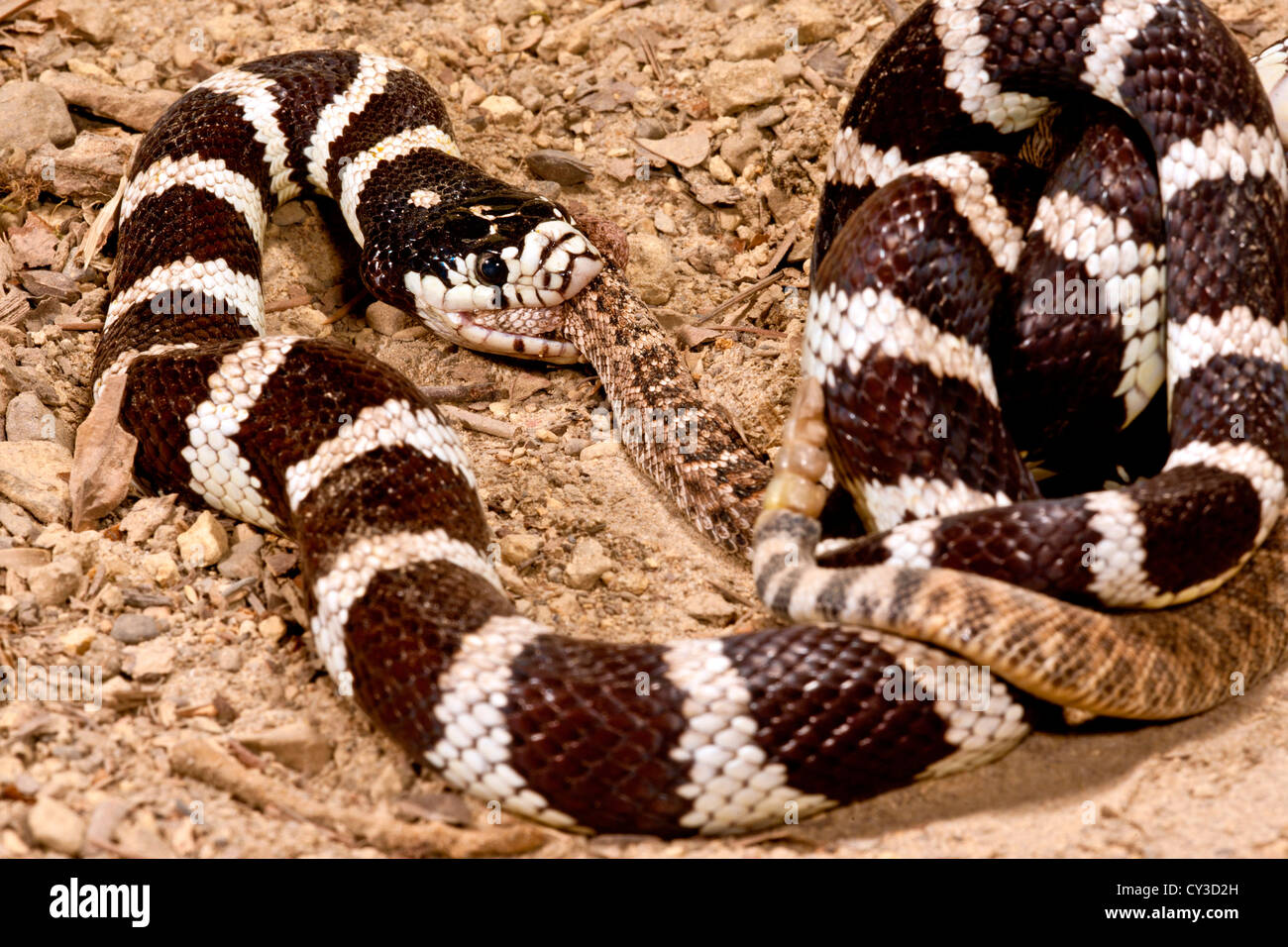 California Kingsnake manger Western Diamondback Rattler, Lampropeltis getulus/Crotalus atrox, originaire de Californie/Arizona Banque D'Images