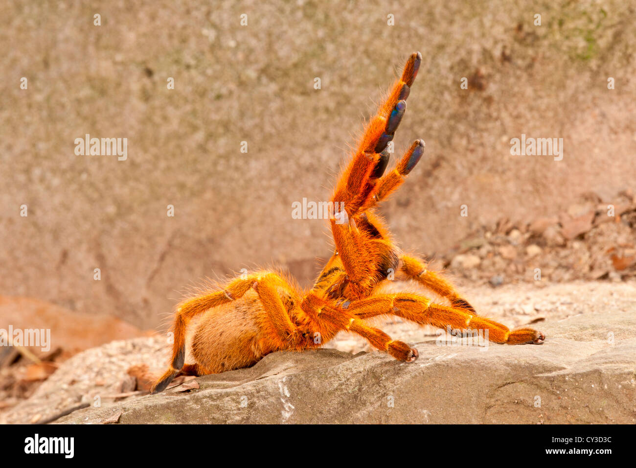 Babouin Orange Usambara Spider, Pternochilus murinus, originaire du centre de l'Afrique orientale et australe. Habitat : Sex xérophile Banque D'Images