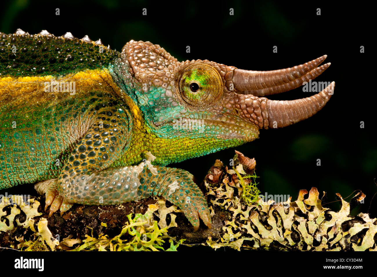 Le Mont Kenya Jackson's Chameleon, Trioceros jacksonii, xanthopholophus, native du Kenya. Habitat : forêt tropicale humide de montagne cool Banque D'Images