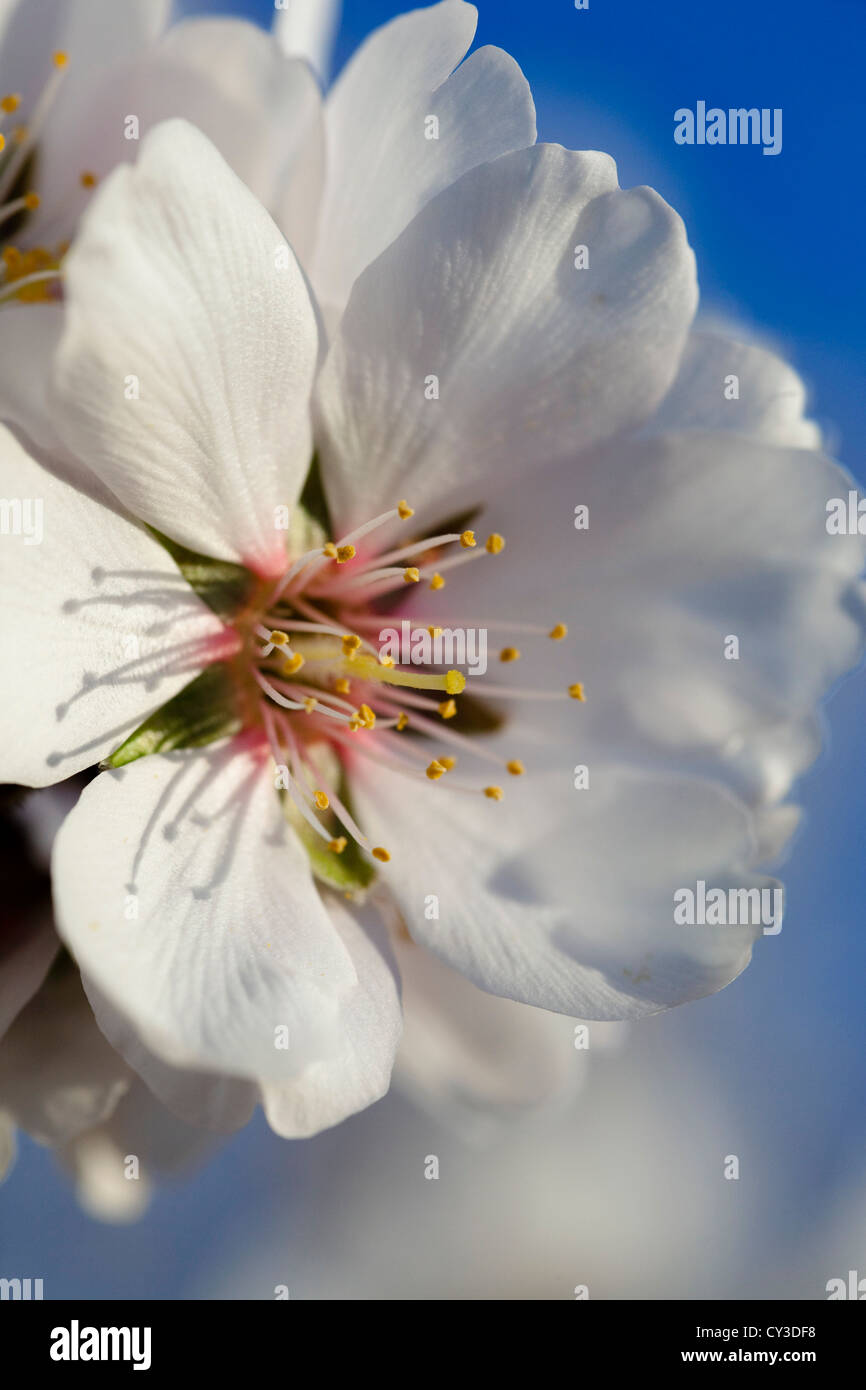 Fleurs d'amandier, Sacramento Valley, en Californie. Banque D'Images
