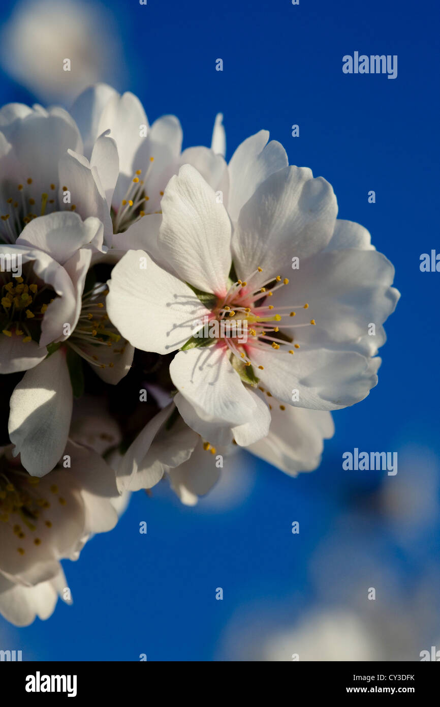 Fleurs d'amandier, Sacramento Valley, en Californie. Banque D'Images