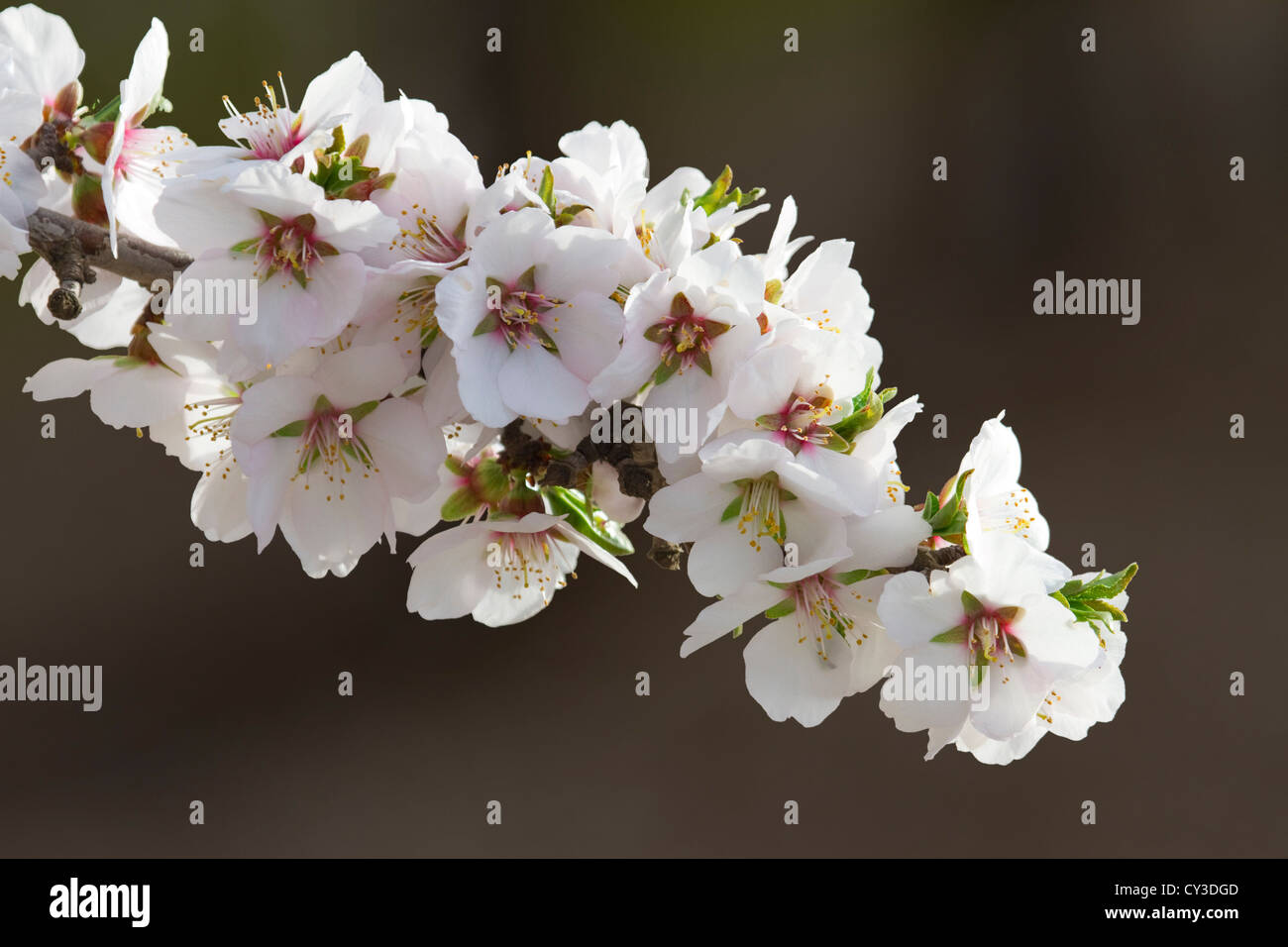 Fleurs d'amandier, Sacramento Valley, en Californie. Banque D'Images