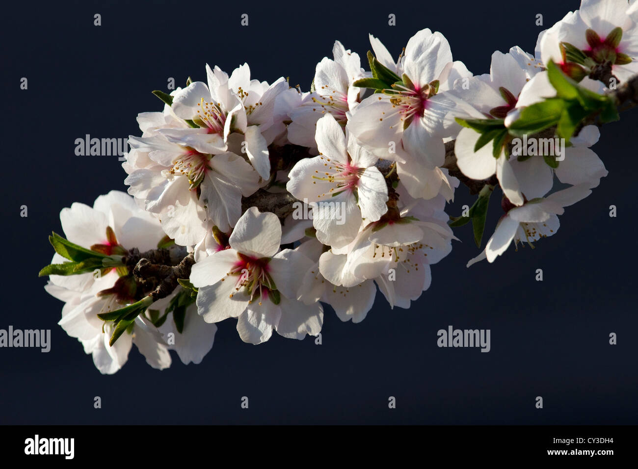 Fleurs d'amandier, Sacramento Valley, en Californie. Banque D'Images