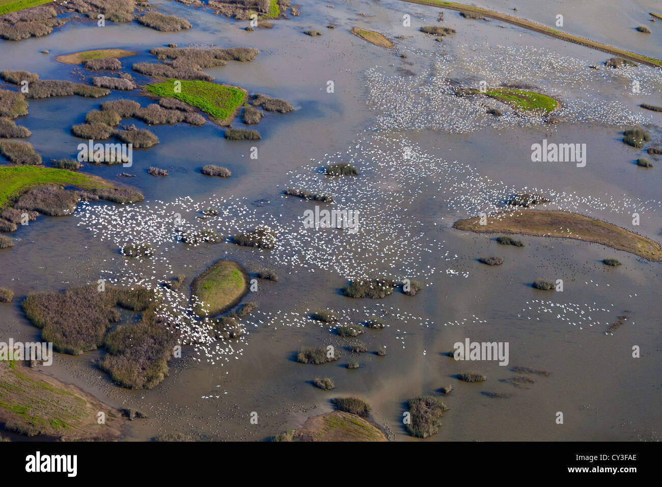 Bandes d'oies des neiges dans la Llano seco de l'unité centrale du Nord Valley Wildlife Management Area, comme vu de l'air. Banque D'Images