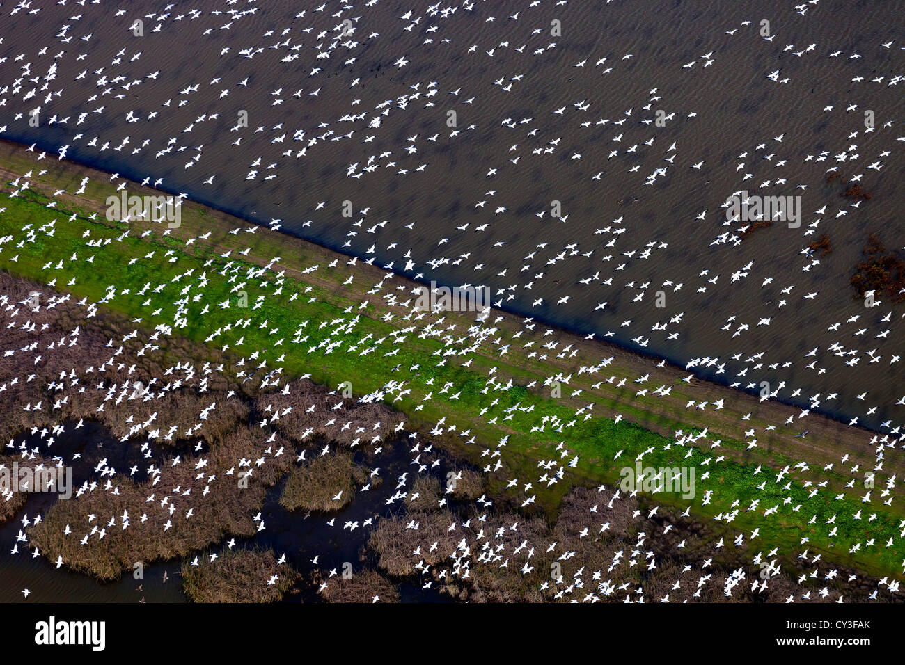 Bandes d'oies des neiges dans la Llano seco de l'unité centrale du Nord Valley Wildlife Management Area, comme vu de l'air. Banque D'Images