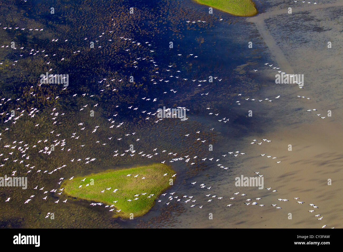 Bandes d'oies des neiges dans la Llano seco de l'unité centrale du Nord Valley Wildlife Management Area, comme vu de l'air. Banque D'Images