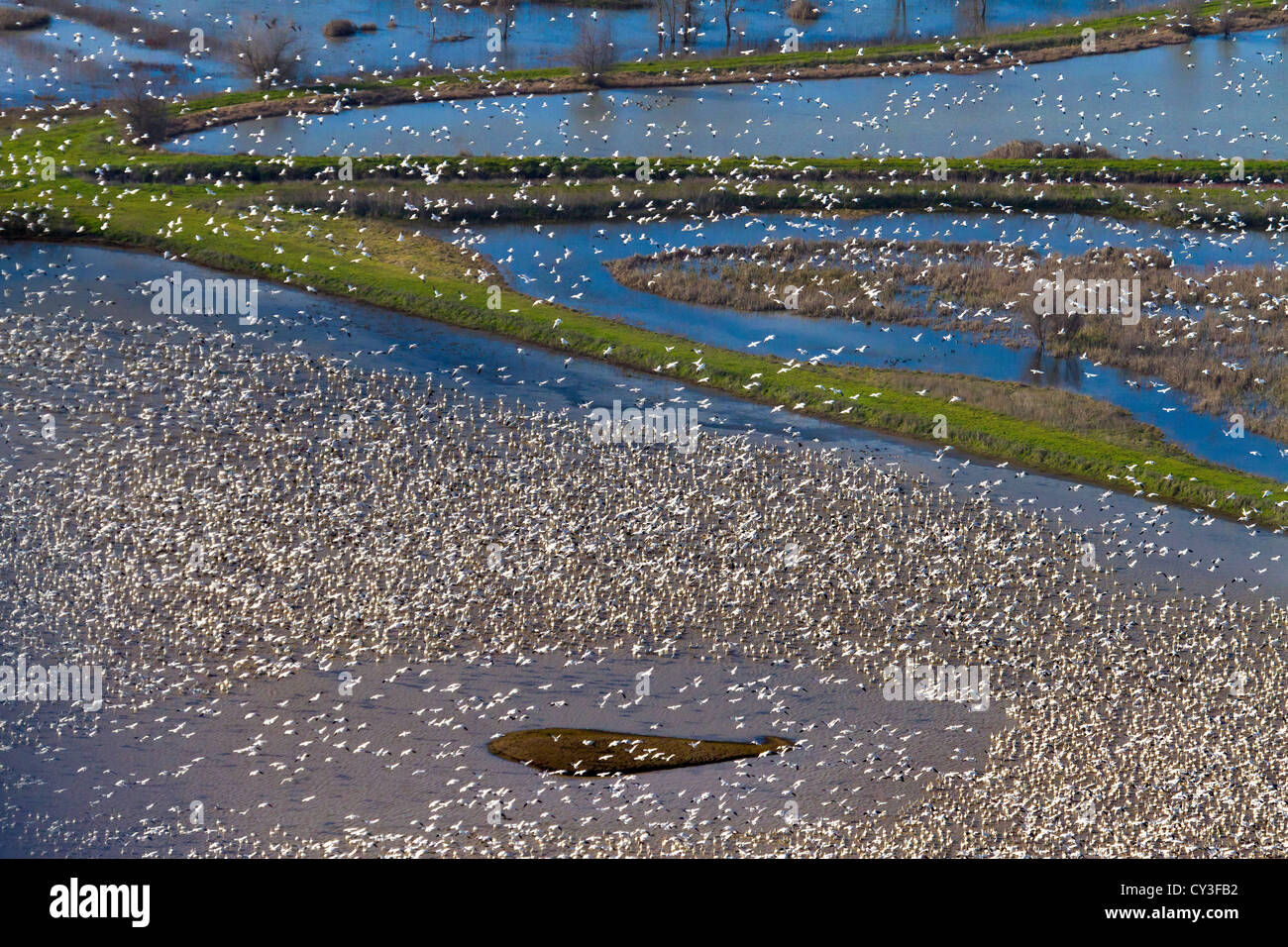 Bandes d'oies des neiges dans la Llano seco de l'unité centrale du Nord Valley Wildlife Management Area, comme vu de l'air. Banque D'Images