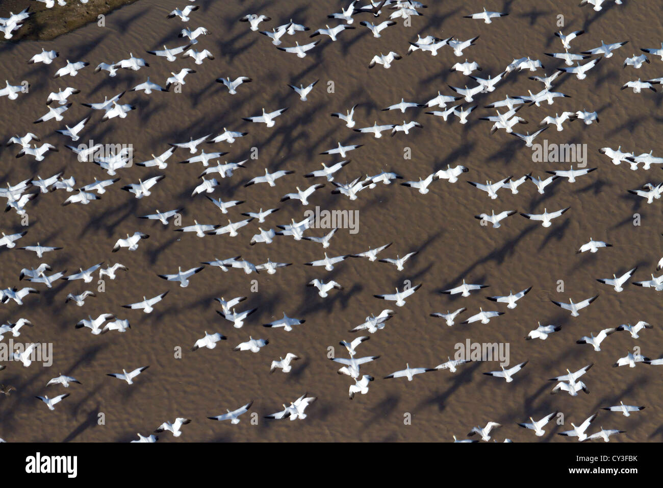 Bandes d'oies des neiges dans la Llano seco de l'unité centrale du Nord Valley Wildlife Management Area, comme vu de l'air. Banque D'Images