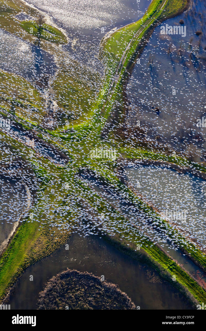 Bandes d'oies des neiges dans la Llano seco de l'unité centrale du Nord Valley Wildlife Management Area, comme vu de l'air. Banque D'Images