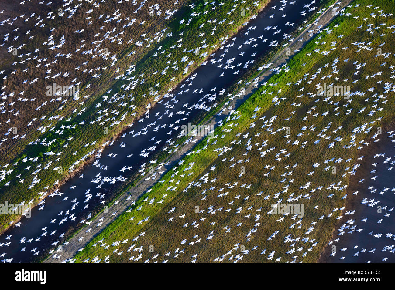 Bandes d'oies des neiges dans la Llano seco de l'unité centrale du Nord Valley Wildlife Management Area, comme vu de l'air. Banque D'Images