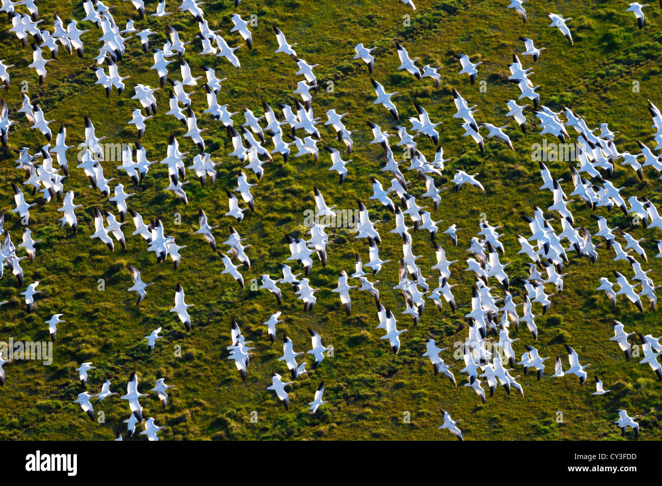 Bandes d'oies des neiges dans la Llano seco de l'unité centrale du Nord Valley Wildlife Management Area, comme vu de l'air. Banque D'Images