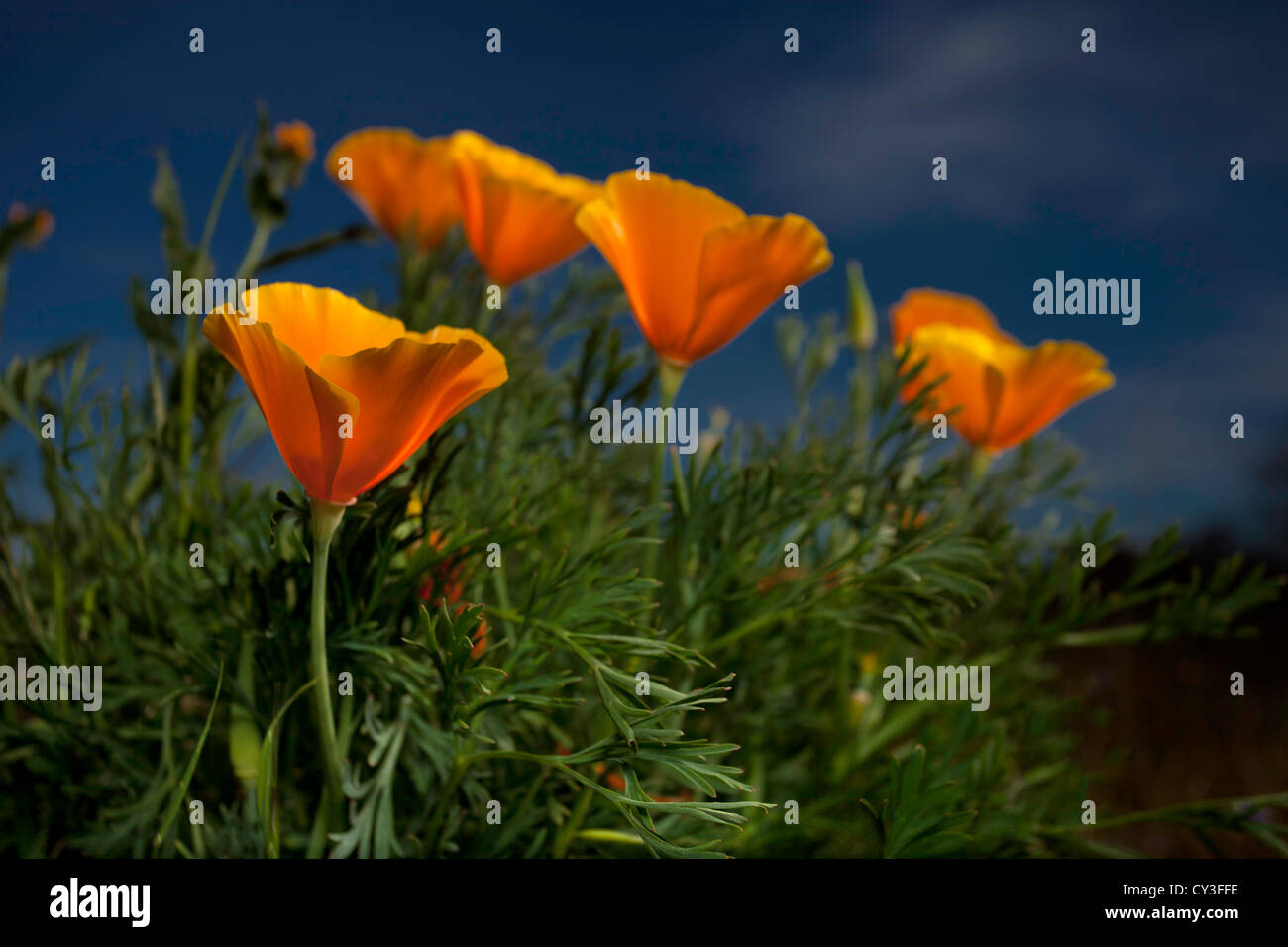 Le pavot de Californie (Eschscholzia californica) au printemps dans la Vallée de Sacramento. Banque D'Images