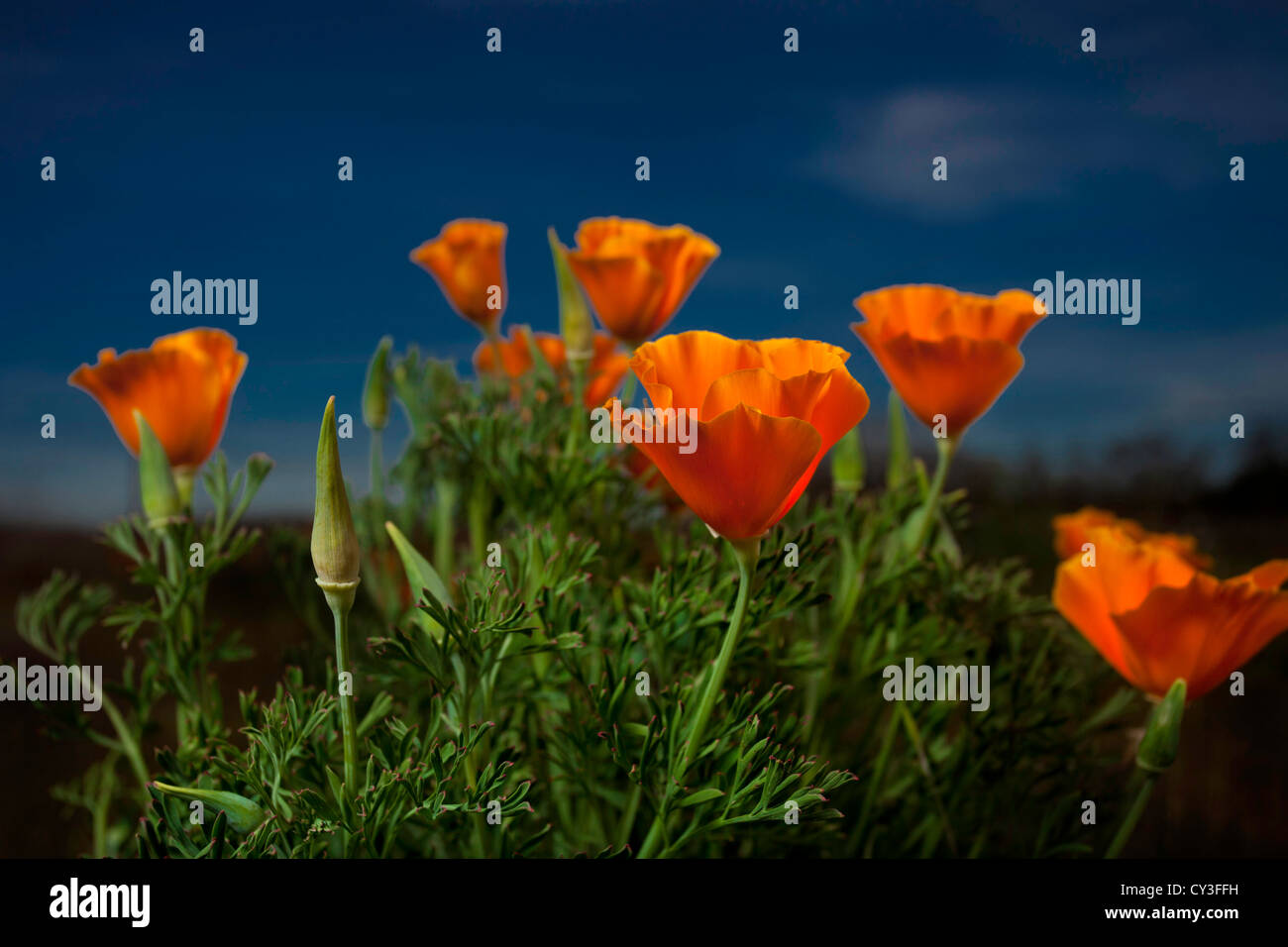 Le pavot de Californie (Eschscholzia californica) au printemps dans la Vallée de Sacramento. Banque D'Images