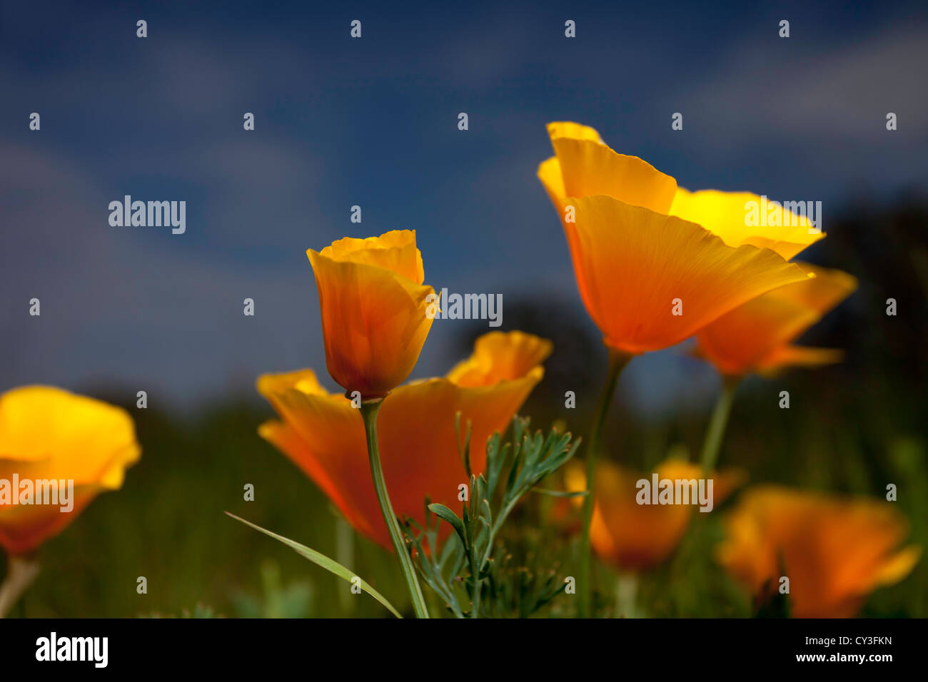 Le pavot de Californie (Eschscholzia californica) au printemps dans la Vallée de Sacramento. Banque D'Images