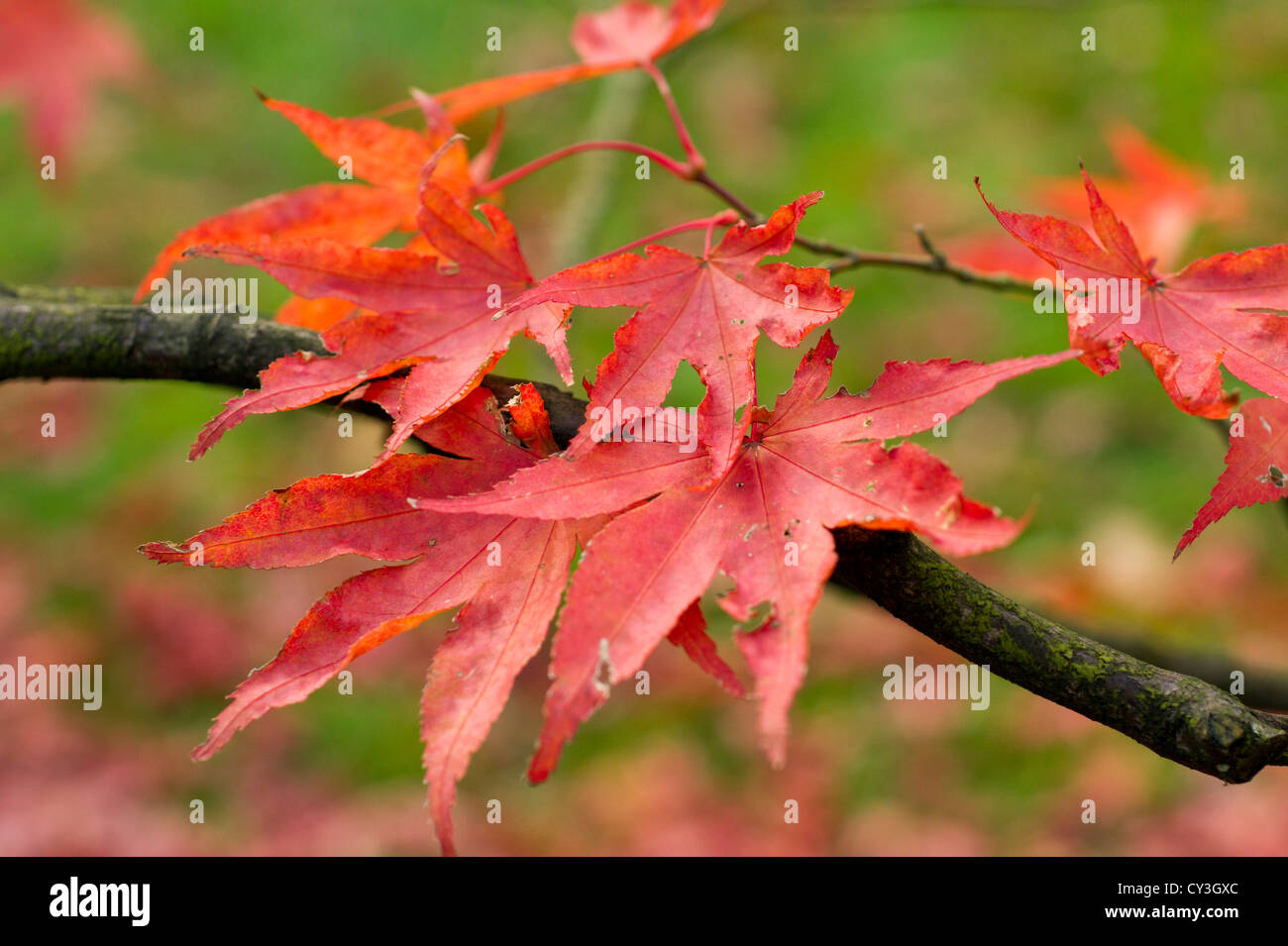 Acer japonais arbre branche avec feuilles rouges Banque D'Images