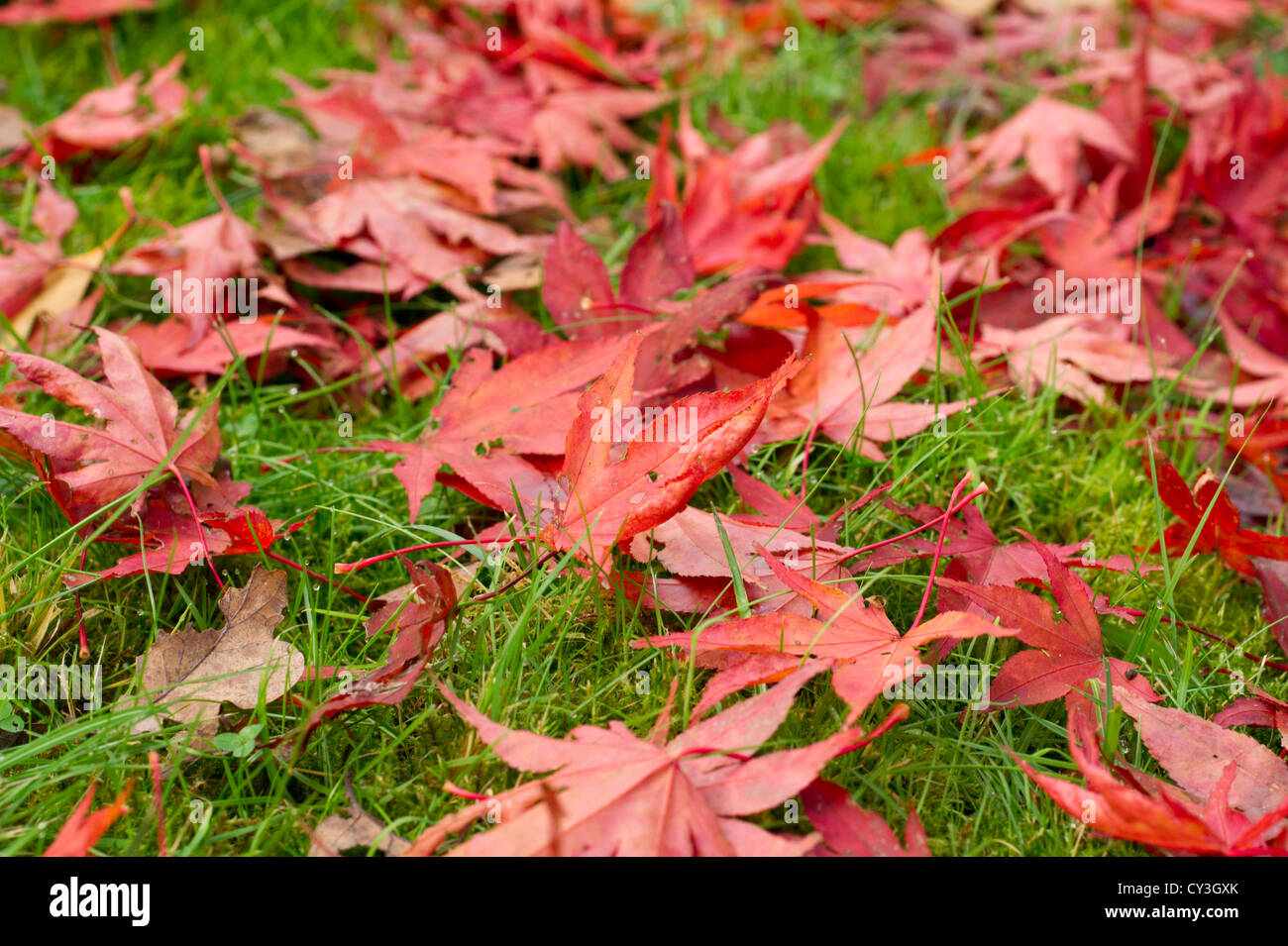 Acer japonais rouge tombés des arbres dans l'herbe verte Banque D'Images
