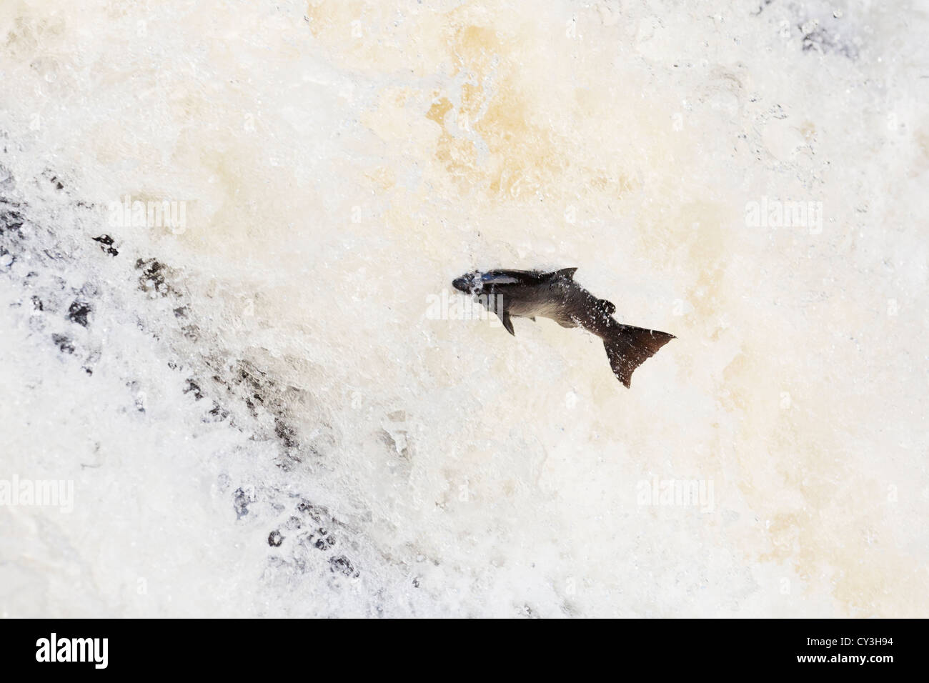 Le saut du saumon de l'Atlantique. Banque D'Images