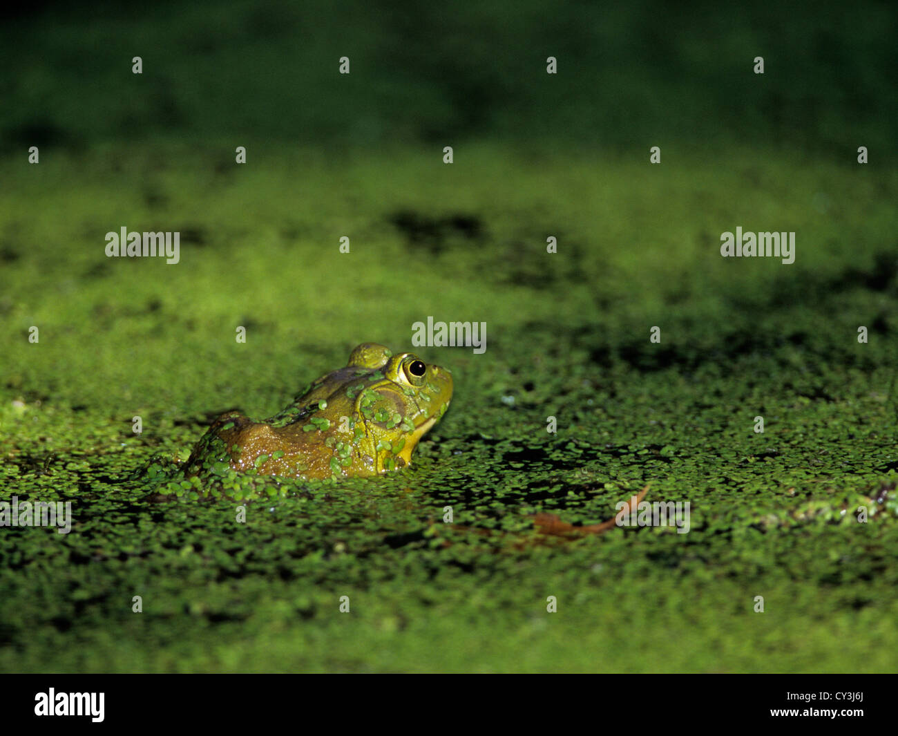 Une grenouille camouflé attend pour un repas du soir Banque D'Images