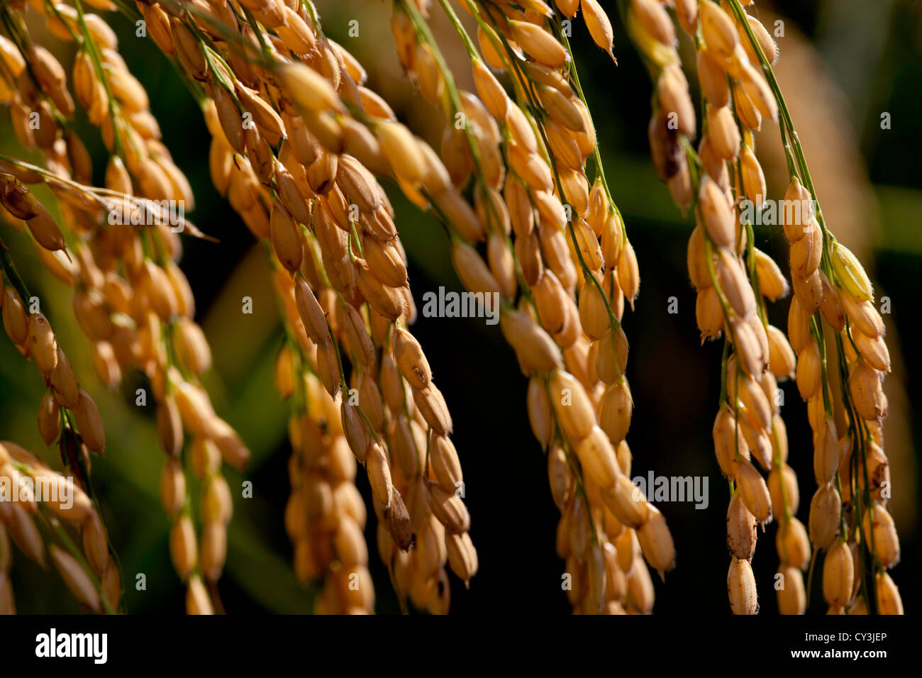 Les chefs d'mûrs prêts pour la récolte du riz dans la Vallée de Sacramento, en Californie. Banque D'Images