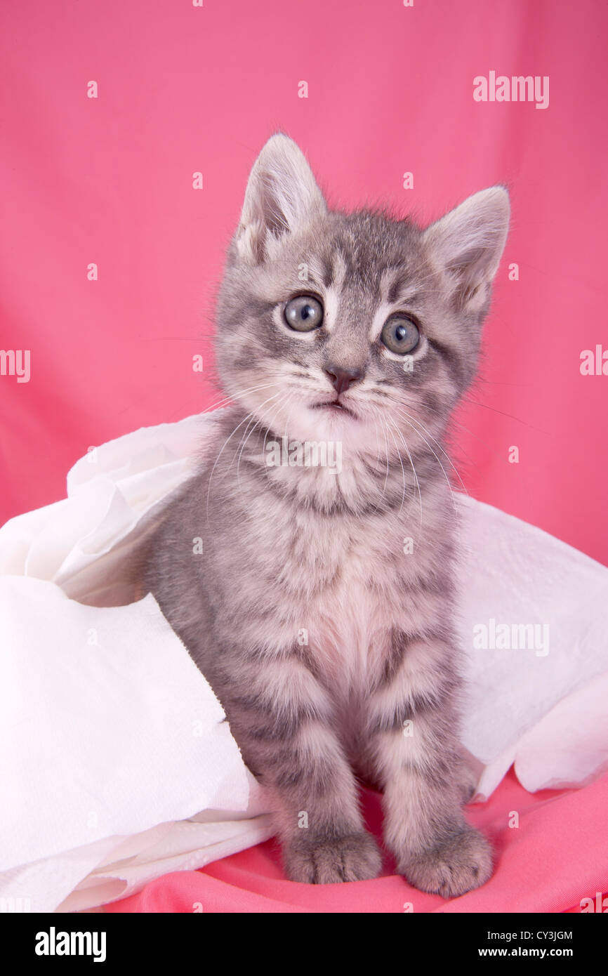 Un gros plan d'un mignon chaton entouré par du papier toilette. Banque D'Images