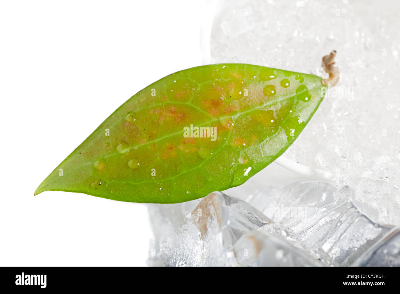 Waxplant, Stjärnporslinsblomma (Hoya Erythrostemma) Banque D'Images