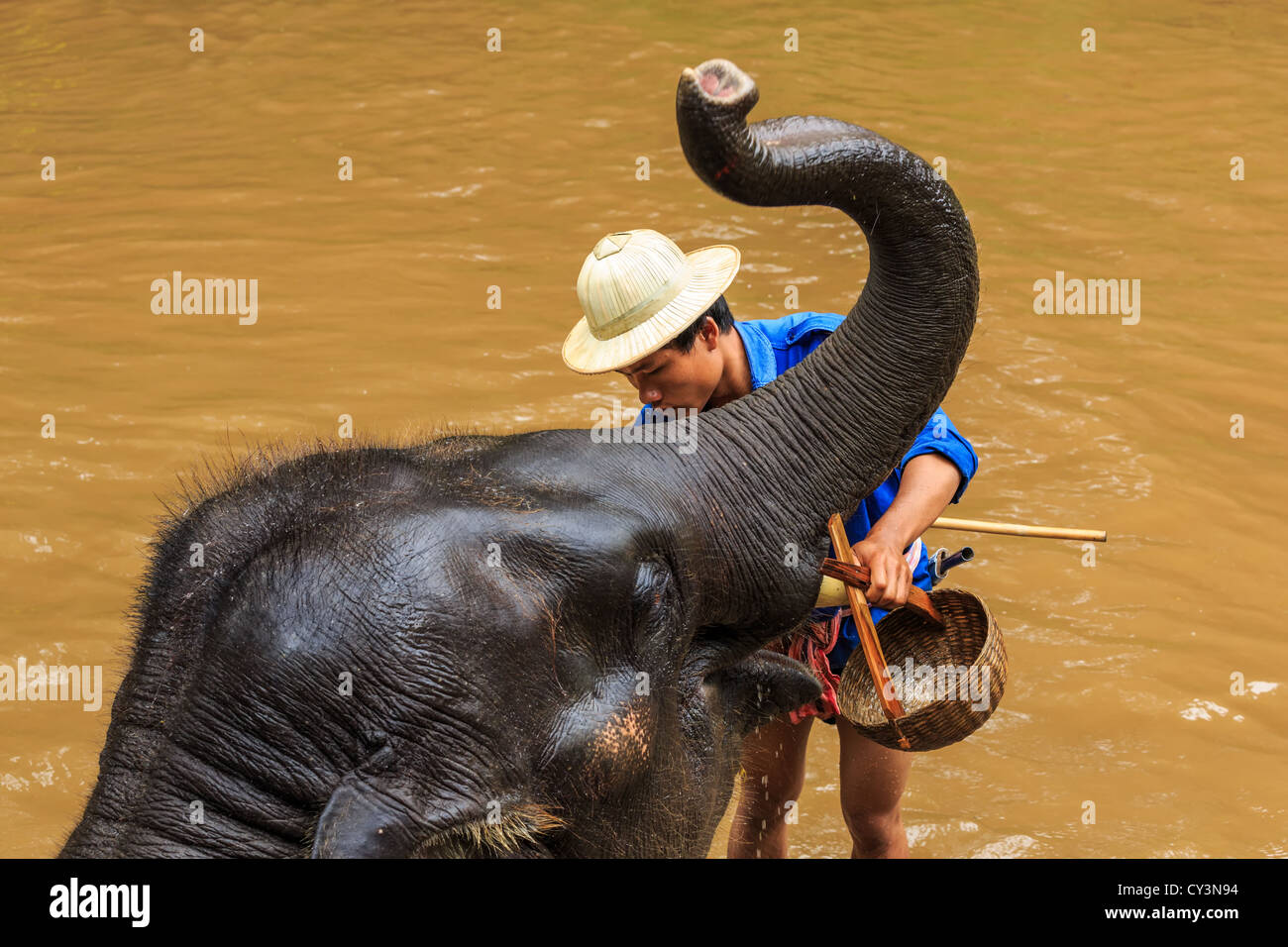 Mahout le nettoyage d'un éléphant dans une rivière, Chiang Mai, Thaïlande Banque D'Images