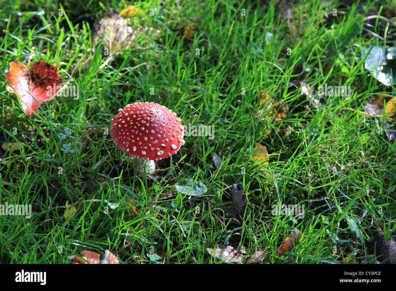 Agaric une mouche sur un champ Banque D'Images