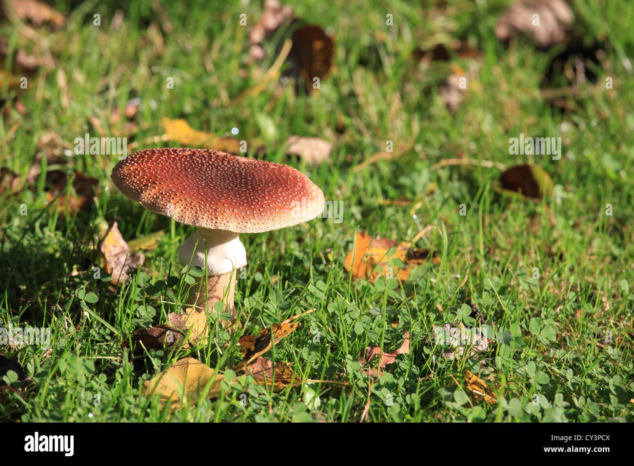 Un champignon sur l'herbe Banque D'Images