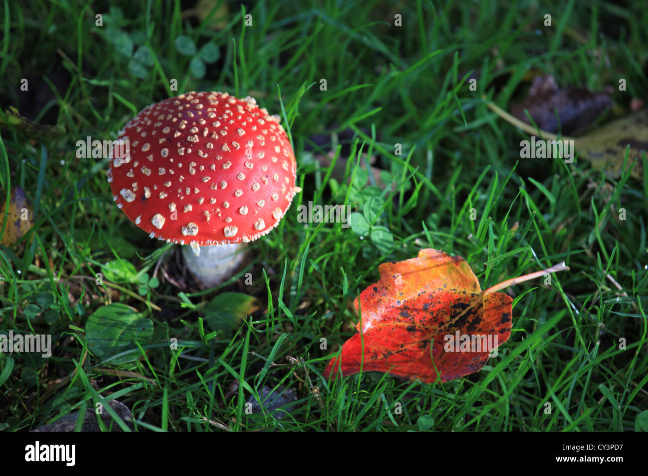 Agaric une mouche sur l'herbe Banque D'Images