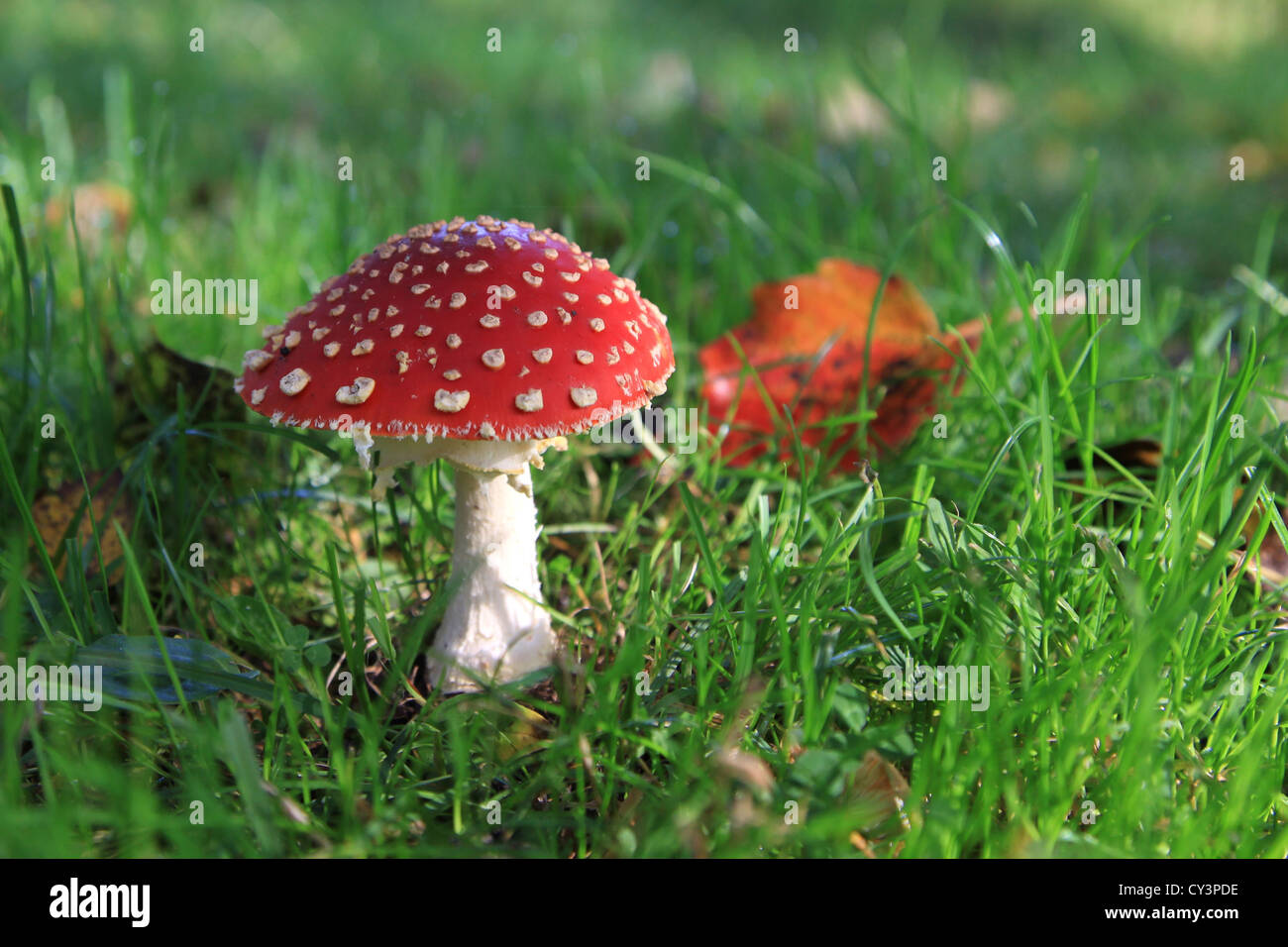 Agaric une mouche dans un champ Banque D'Images
