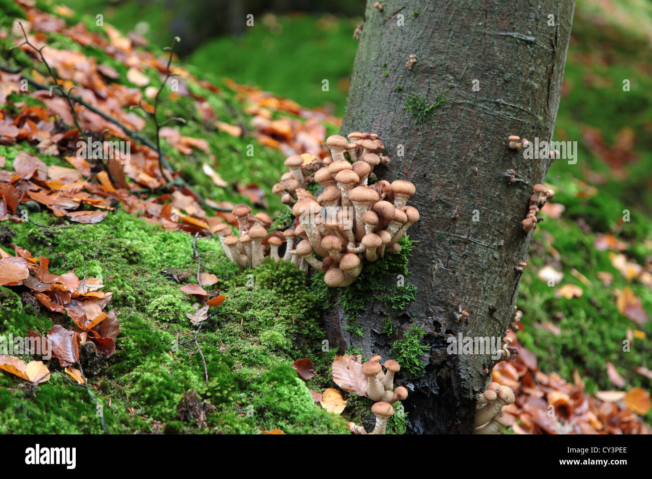 Toadstool/champignons sur un arbre dans une forêt Banque D'Images