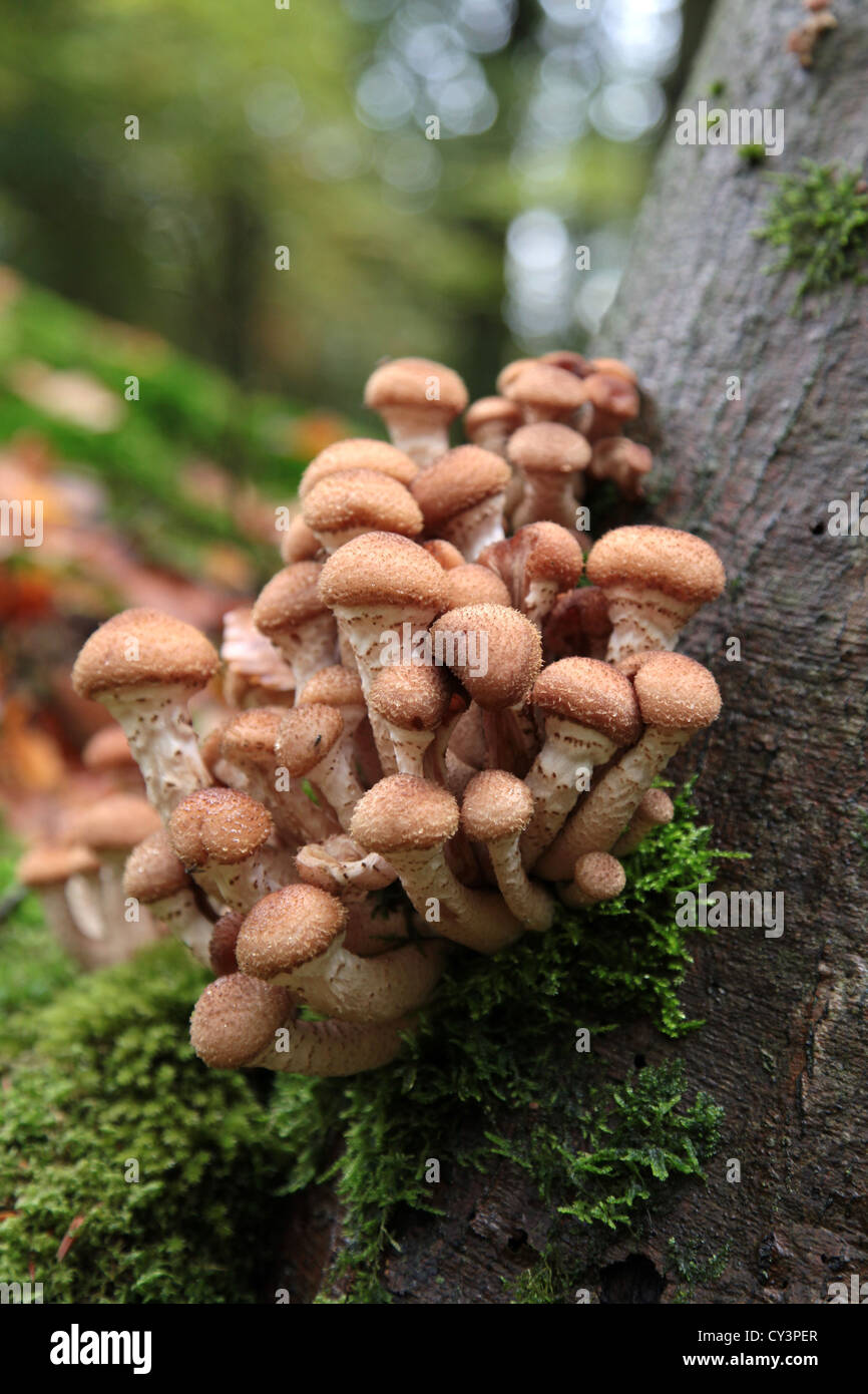 Un toadstool/mushroom on a tree Banque D'Images
