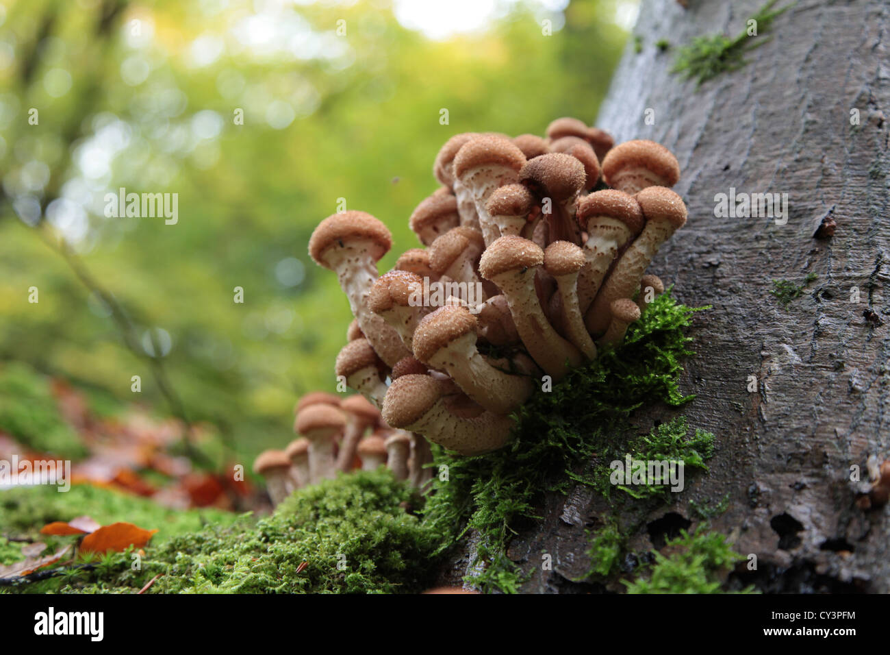 Toadstool/mushroom on a tree Banque D'Images
