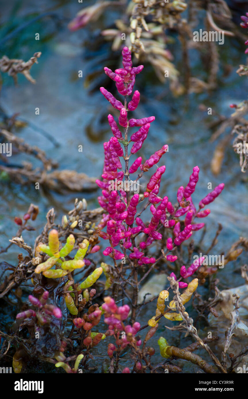 "Samphire Norfolk sauvages alicornia europaea' Automne Banque D'Images