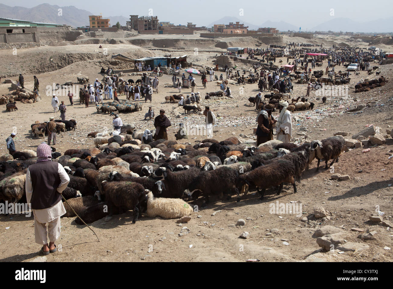 Marché du bétail à Kaboul, Afghanistan Banque D'Images