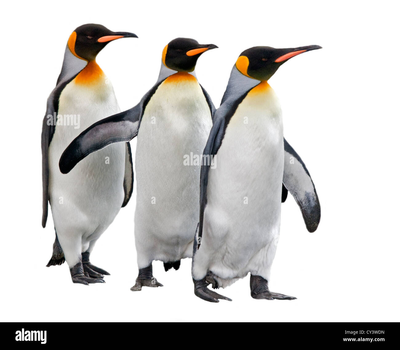 Le manchot royal (Aptenodytes patagonicus) sur fond blanc Banque D'Images