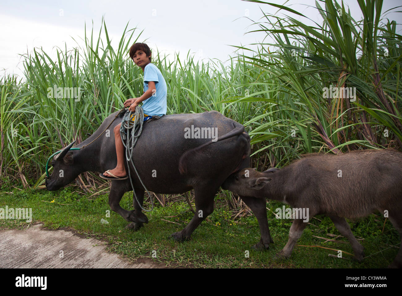 Un garçon monte un buffle d'eau le long d'un champ de canne à sucre. Banque D'Images